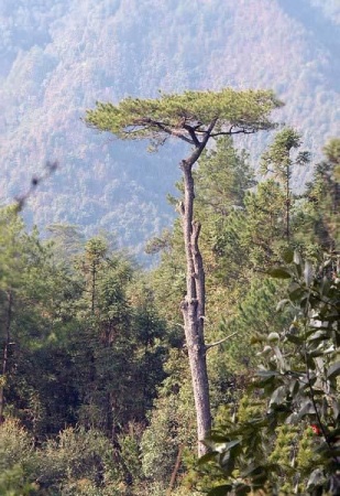 白马山_松溪白马山_白马山