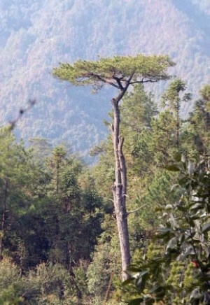 白马山_松溪白马山_白马山