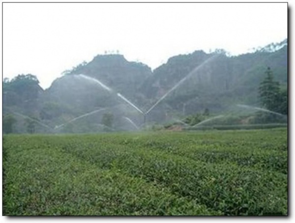 武夷岩茶大观园_武夷山武夷岩茶大观园_武夷岩茶大观园