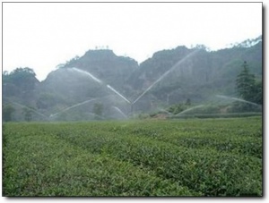 武夷岩茶大观园_武夷山武夷岩茶大观园_武夷岩茶大观园