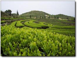 华祥苑生态茶庄园 (4)_华祥苑生态茶庄园