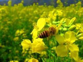闽侯梧桐下村油菜花田 (3)_闽侯梧桐下村油菜花田