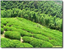 新罗云顶茶园 (2)_新罗云顶茶园