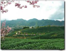 漳平台品?；ú柙?(5)_漳平台品樱花茶园
