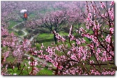 宁德虎头村桃花_福安虎头村桃花(福建宁德)_虎头村桃花