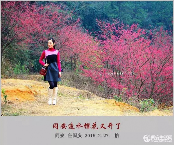 同安造水?；ㄓ挚?！樱花、梨花一起来！