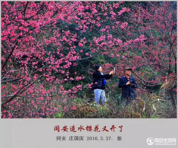同安造水?；ㄓ挚?！?；?、梨花一起来！