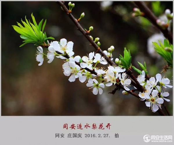 同安造水?；ㄓ挚?！樱花、梨花一起来！