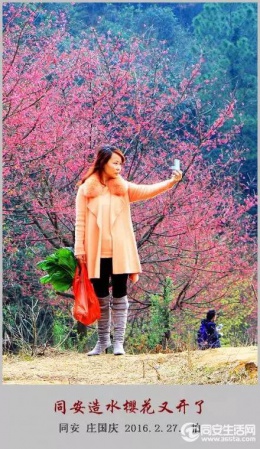 同安造水樱花又开了！?；ā⒗婊ㄒ黄鹄?！