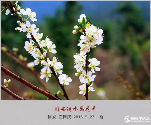 同安造水?；ㄓ挚?！樱花、梨花一起来！