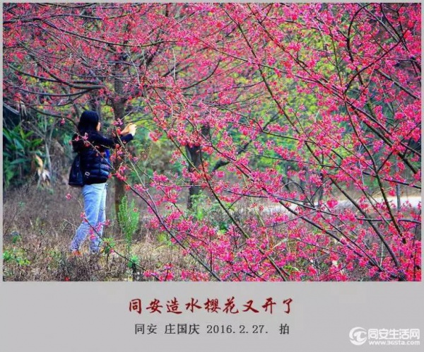 同安造水?；ㄓ挚?！?；?、梨花一起来！