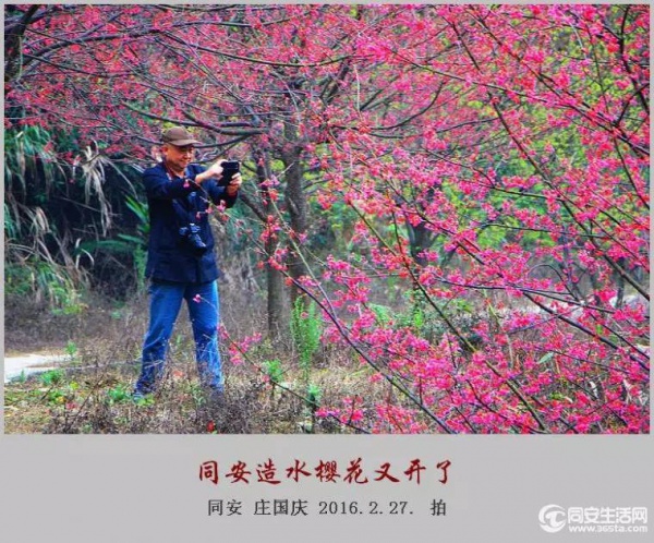 同安造水?；ㄓ挚?！樱花、梨花一起来！