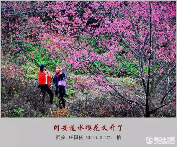 同安造水?；ㄓ挚?！樱花、梨花一起来！