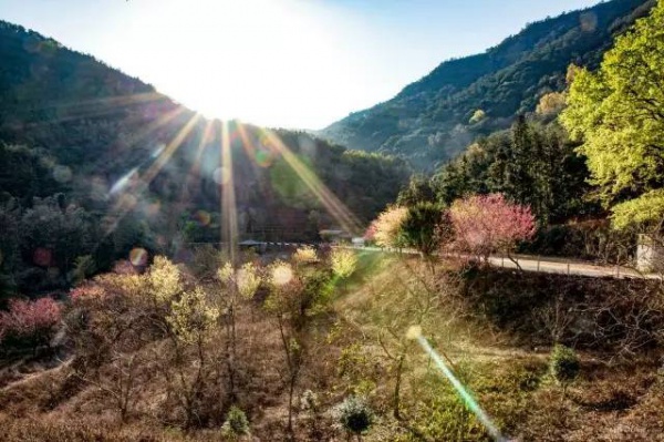在同安，有一个偏僻的小山村美爆了这个春天！