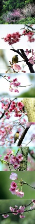 今年春天，厦门这里的?；ㄗ詈每?！赏花指南getit!附：春季赏花拍照技巧