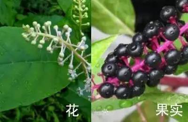 厦门人注意！春天这些野菜不是想吃就能吃!