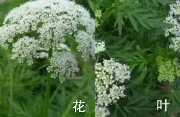 厦门人注意！春天这些野菜不是想吃就能吃!