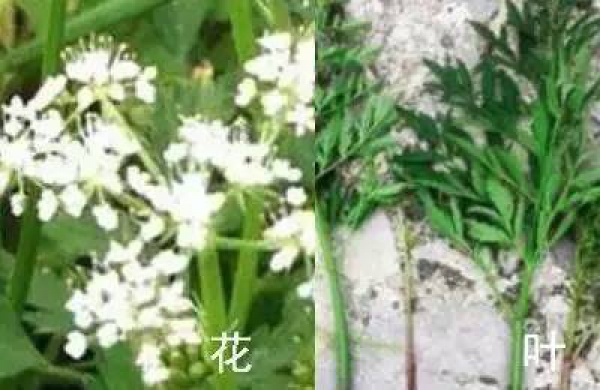 厦门人注意！春天这些野菜不是想吃就能吃!
