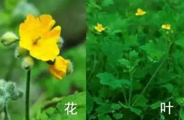 厦门人注意！春天这些野菜不是想吃就能吃!