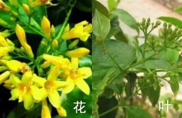 厦门人注意！春天这些野菜不是想吃就能吃!