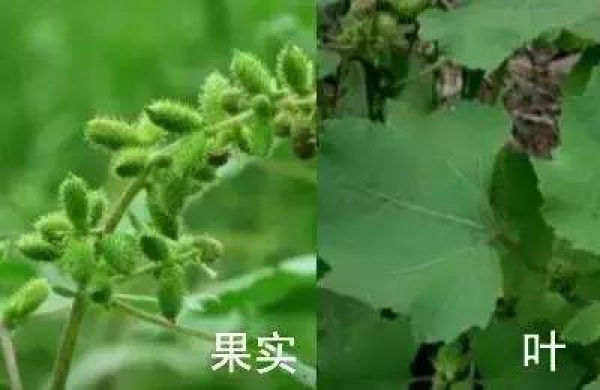 厦门人注意！春天这些野菜不是想吃就能吃!