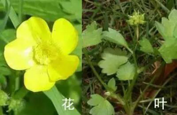 厦门人注意！春天这些野菜不是想吃就能吃!