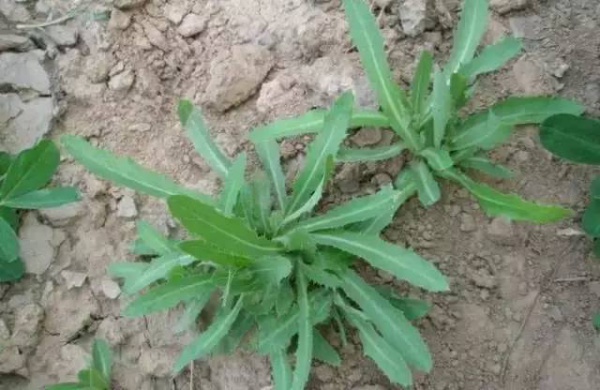 厦门人注意！春天这些野菜不是想吃就能吃!