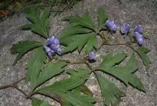 厦门人注意！春天这些野菜不是想吃就能吃!
