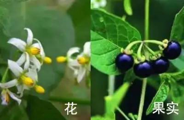 厦门人注意！春天这些野菜不是想吃就能吃!
