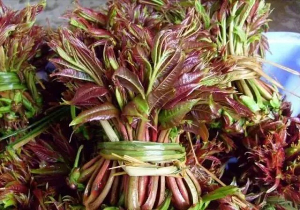 厦门人注意！春天这些野菜不是想吃就能吃!