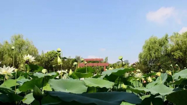 你久等的“夏雨荷”明天终于露面，园博苑走起！
