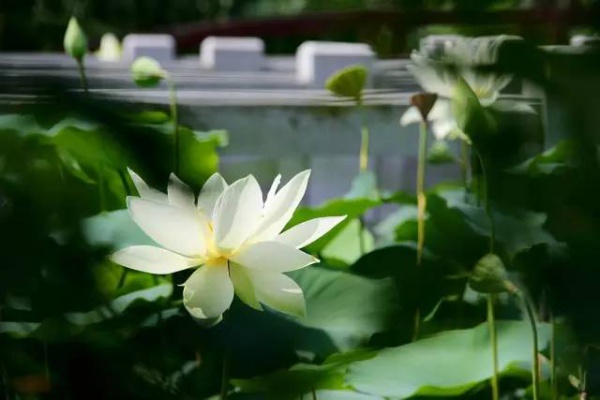 你久等的“夏雨荷”明天终于露面，园博苑走起！