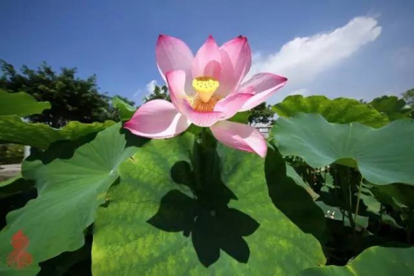 你久等的“夏雨荷”明天终于露面，园博苑走起！