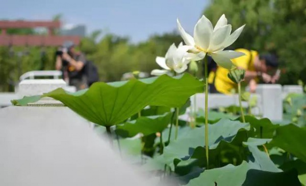 你久等的“夏雨荷”明天终于露面，园博苑走起！