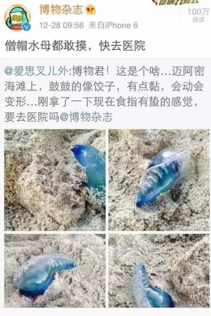 夏天去海边玩看到这个“萌物”，赶紧跑！千万别用手摸！