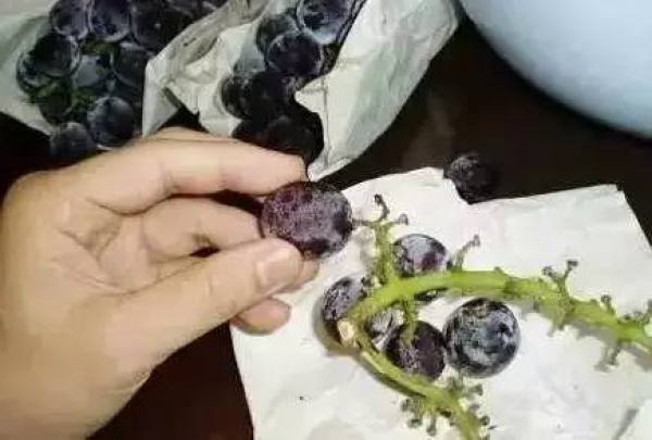 葡萄要这样洗，否则就可能是毒药～
