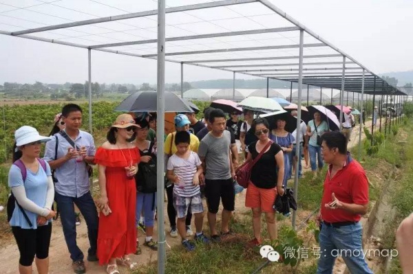 翔安内厝有个水果观光园，你知道吗？