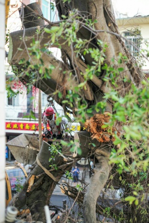 学村印象｜原来，石鼓路不仅有大榕树，还有个“小巴黎”……