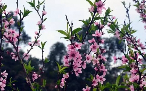 【￥99元|每周六发团】桃花岛-欣赏桃花李花；古山重-艳遇最美油菜花开1日游