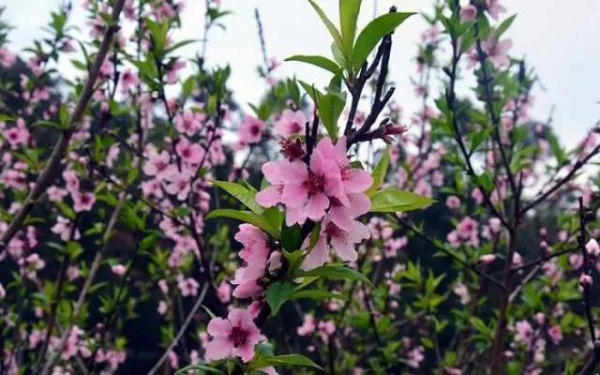 【￥99元|每周六发团】桃花岛-欣赏桃花李花；古山重-艳遇最美油菜花开1日游
