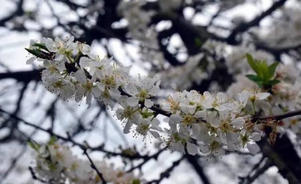【￥99元|每周六发团】桃花岛-欣赏桃花李花；古山重-艳遇最美油菜花开1日游