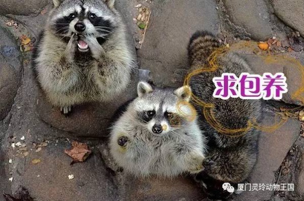 探索新奇的动物知识和传统的古龙酱文化，来场一日游吧！