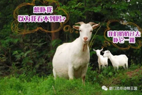 探索新奇的动物知识和传统的古龙酱文化，来场一日游吧！