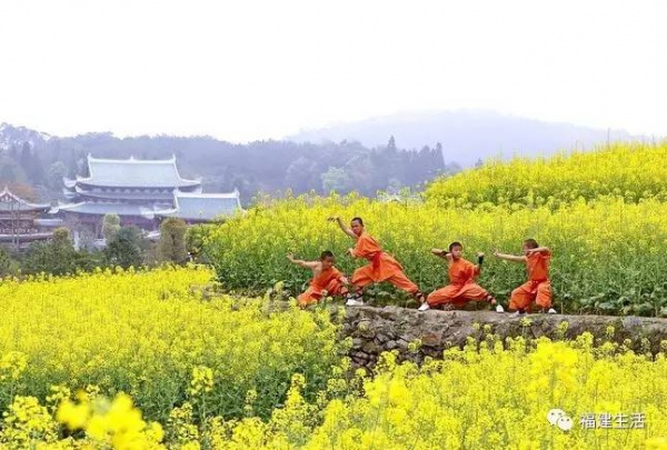 收藏！最新最全的福建油菜花地图就在这儿啦