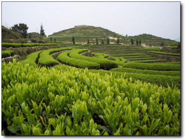 华祥苑生态茶庄园_安溪华祥苑生态茶庄园_华祥苑生态茶庄园