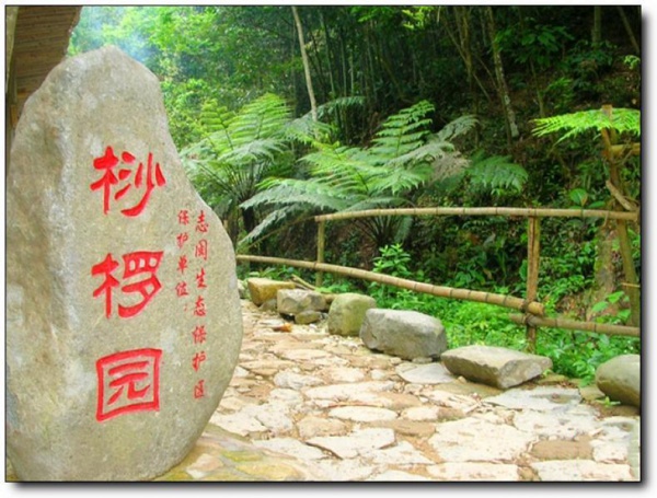 桫椤谷_安溪桫椤谷_桫椤谷