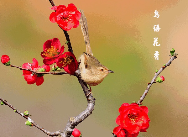 号外！林俊杰投资15亿建设世外桃源，打造厦门最美后花园