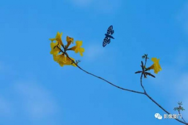 美爆了！厦门那片黄花风铃木又来了……花期短，赶紧约！