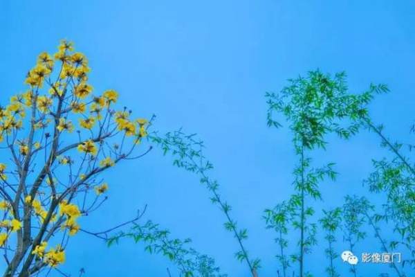 美爆了！厦门那片黄花风铃木又来了……花期短，赶紧约！