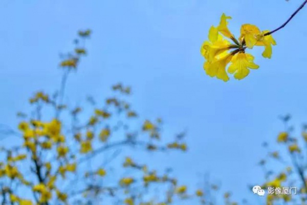 美爆了！厦门那片黄花风铃木又来了……花期短，赶紧约！